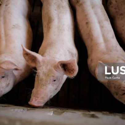 Peste suína na UE aumenta 76% em porcos em 2025