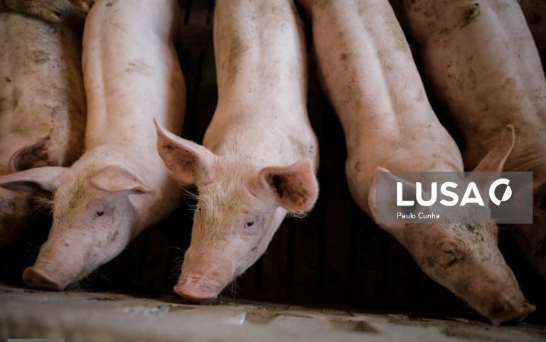 Peste suína na UE aumenta 76% em porcos em 2025