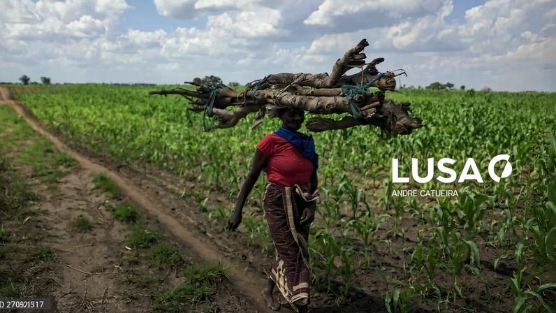 Moçambique tem mais de 6,5 milhões de hectares cultivados, diz ministro