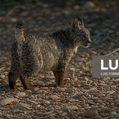 Mudança na equipa do lince ibérico em Silves é gestão interna, diz ministra