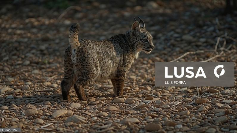 Mudança na equipa do lince ibérico em Silves é gestão interna, diz ministra