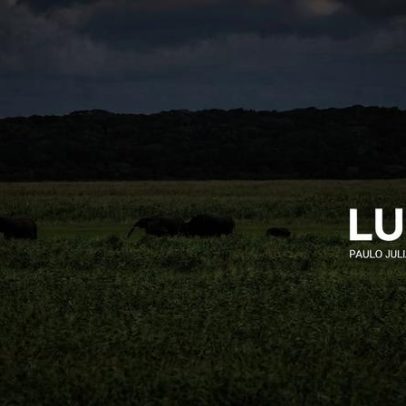 Animais selvagens devastam 12 mil hectares agrícolas no sul de Moçambique