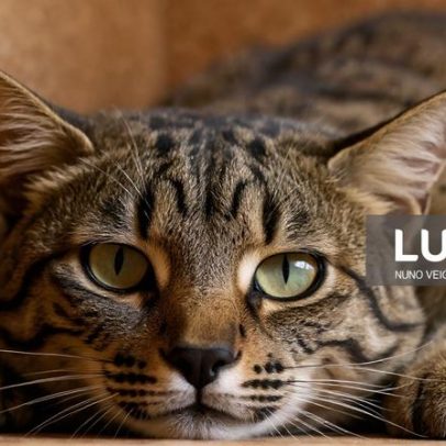 Serra da Malcata recebe projeto de reintrodução do lince ibérico