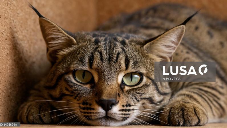 Serra da Malcata recebe projeto de reintrodução do lince ibérico