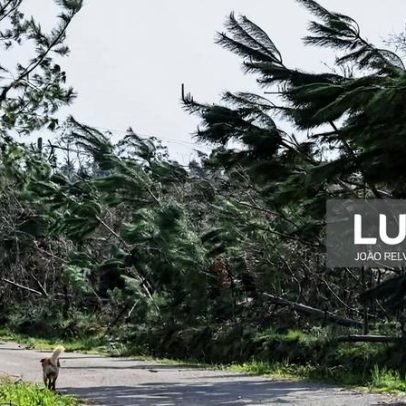 Empresas florestais com crédito até 2,5 milhões para remoção de árvores em áreas