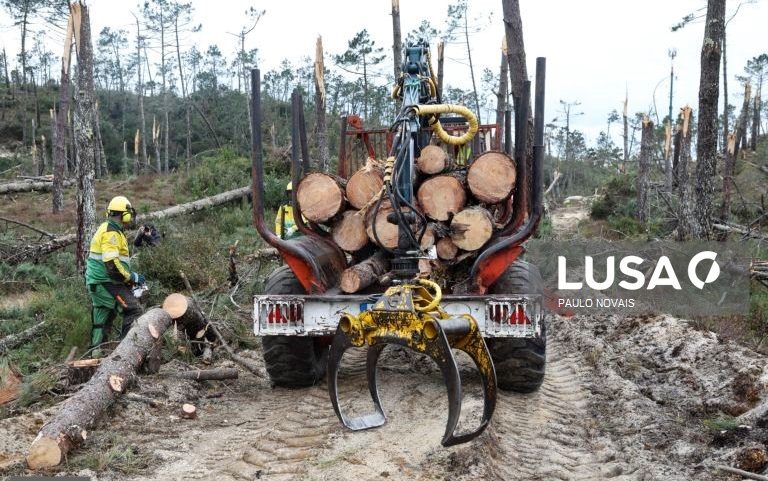 Marinha Grande limpa 154,22 km de caminhos florestais
