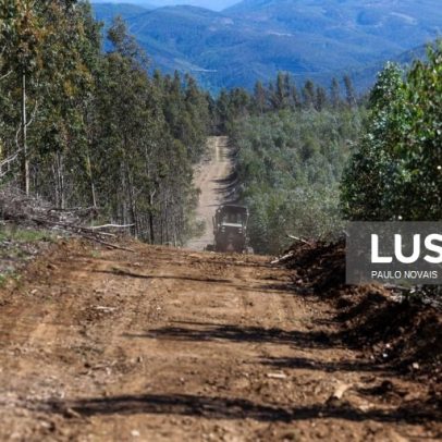 Mais de 190 km de caminhos florestais desobstruídos em Leiria