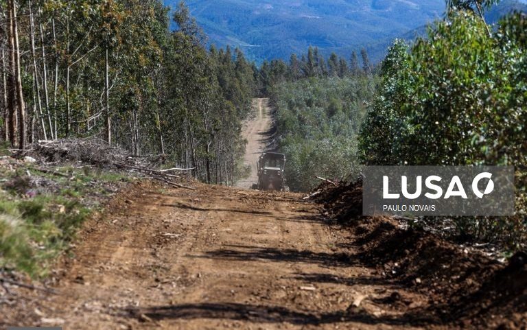 Mais de 190 km de caminhos florestais desobstruídos em Leiria