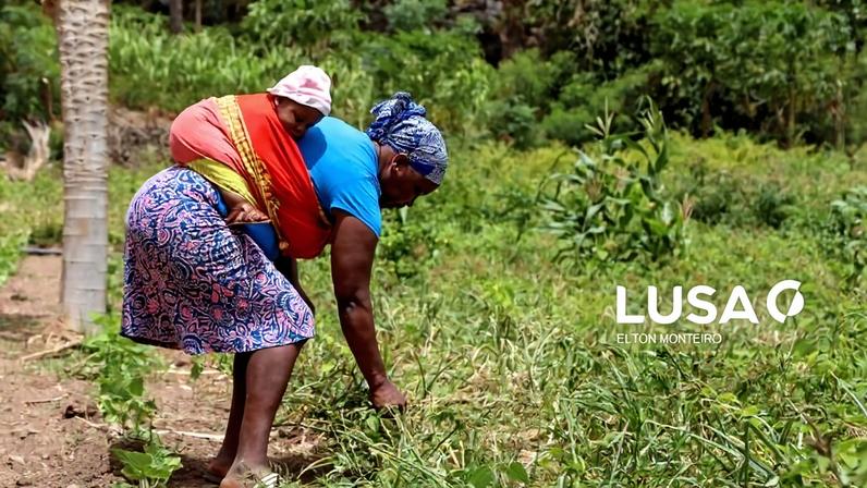 Agricultores solicitam investimento para manter um oásis em Cabo Verde