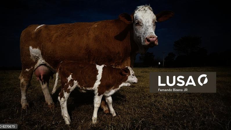 Governo brasileiro recebe veto da UE a importação de carnes e pretende revertê-lo