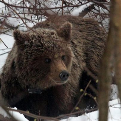 Homem morre após ataque de urso na Bulgária
