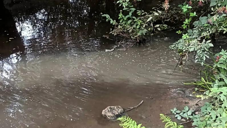 Poluição persiste no rio Corgo, em Vila Pouca de Aguiar