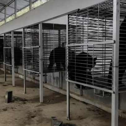 Resgatados mais de 20 ursos-negros na medicina tradicional chinesa em Laos