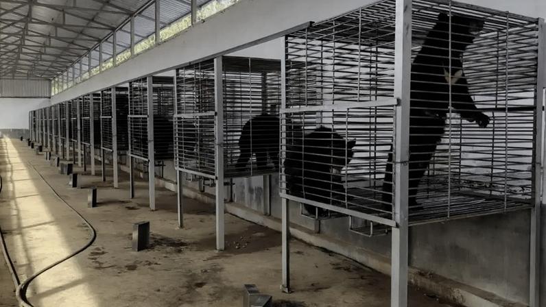 A instalação mantinha 27 ursos confinados em "gaiolas minúsculas"