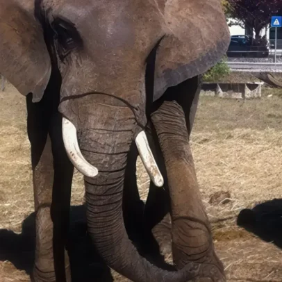Julie último elefante de circo em Portugal muda-se para santuário no Alentejo