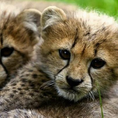 Dia da Mãe e muito mais no Zoo de Lisboa