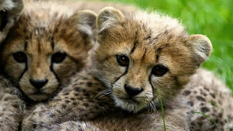 Dia da Mãe e muito mais no Zoo de Lisboa