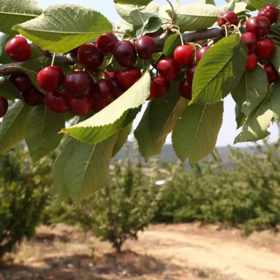 Tempo pode estragar bom ano de cereja, dizem produtores
