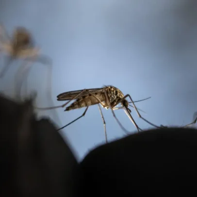 Estudo analisa impactos de erradicar todos os mosquitos