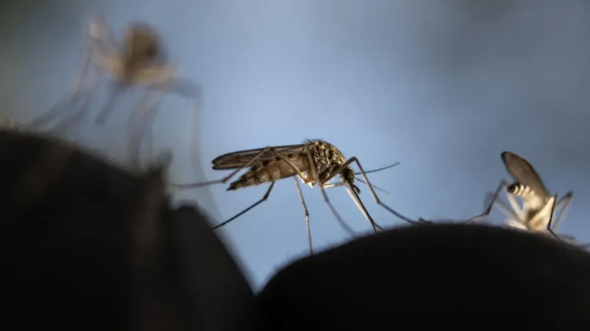 Estudo analisa impactos de erradicar todos os mosquitos