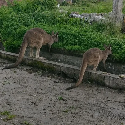 Cangurus e periquito-arco-íris à solta no Alto Minho