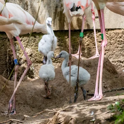 Zoo de Lourosa celebra o nascimento de quatro crias de flamingos