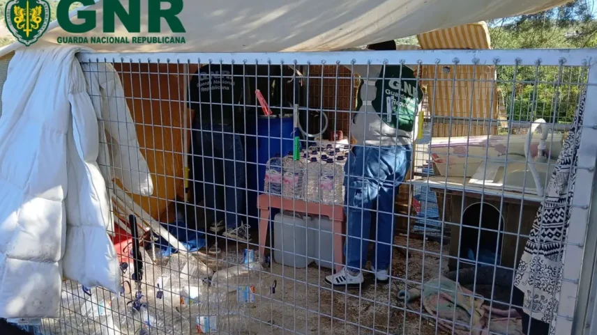 GNR apreende mais de 800 litros de aguardente de medronho ilegal em Loulé