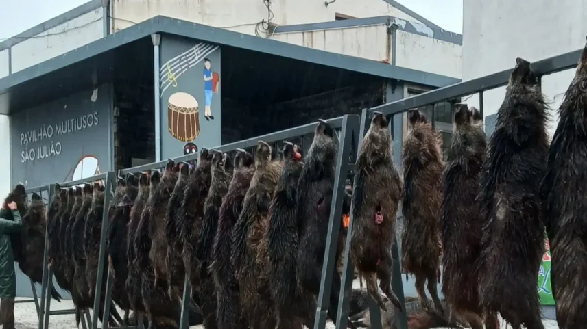 Mais javalis abatidos na Serra da Arrábida