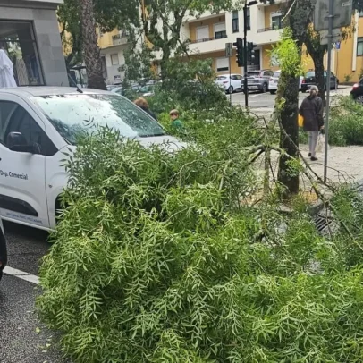Queda de árvores em Viseu danifica vários carros