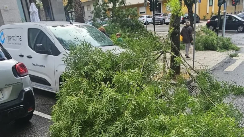 Queda de árvores em Viseu danifica vários carros