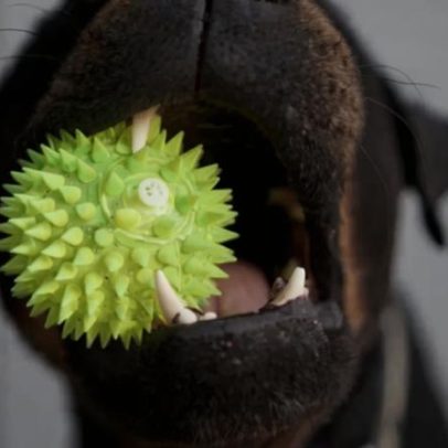 Moradora da Maia perde ação contra vizinhos por cão barulhento