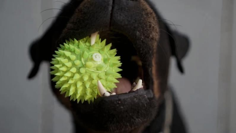 Moradora da Maia perde ação contra vizinhos por cão barulhento