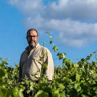 Uvas saudáveis geram vinhos de melhor qualidade, diz Luís Serrano Mira