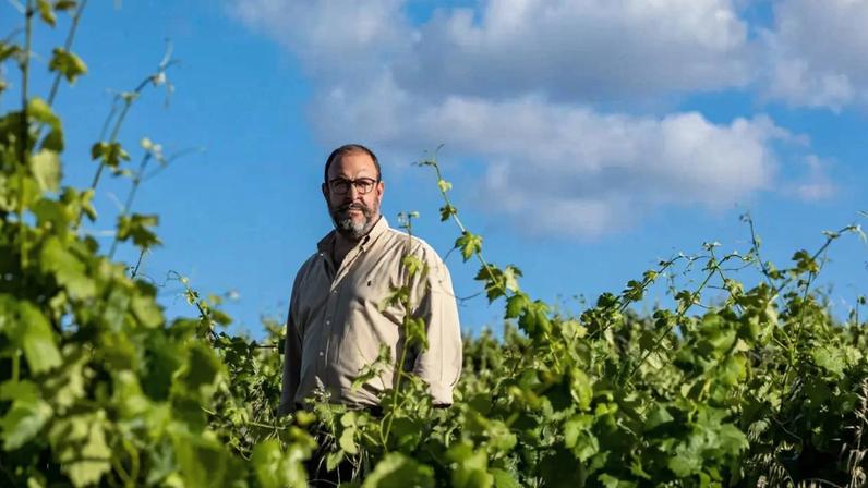 Uvas saudáveis geram vinhos de melhor qualidade, diz Luís Serrano Mira