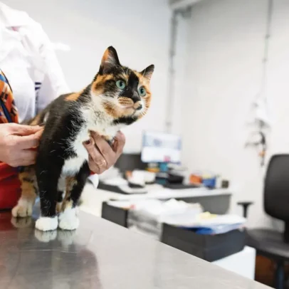 Seguros para animais disparam com o aumento da longevidade e dos custos de saúde