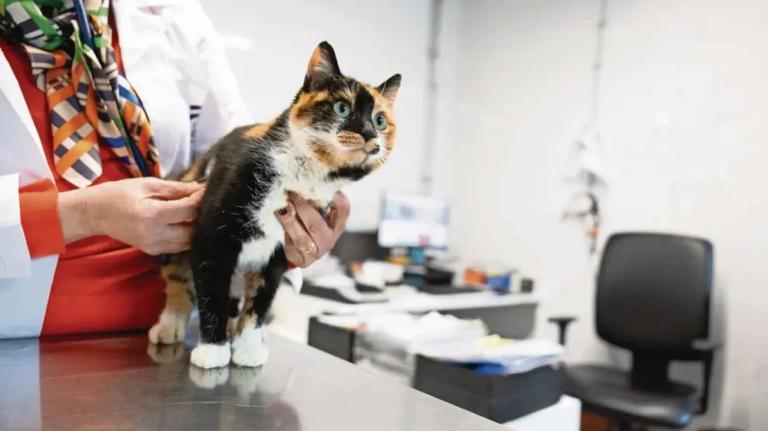 Medicina veterinária sofreu "grandes alterações" nos últimos anos