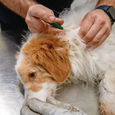 A perda de um animal é marginalizada pela sociedade