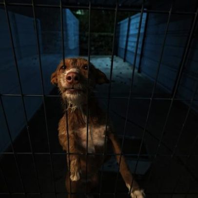 PAN apresenta queixa-crime por maus-tratos a animais em Penafiel