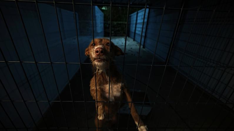 PAN apresenta queixa-crime por maus-tratos a animais em Penafiel
