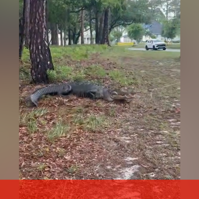 Crocodilo de mais de 3m capturado perto de área residencial na Carolina do Norte