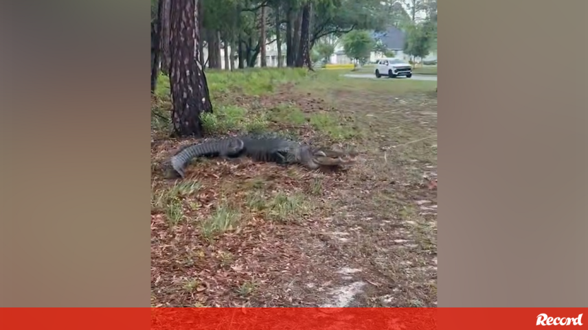 Animal transferido para uma zona mais remota em segurança