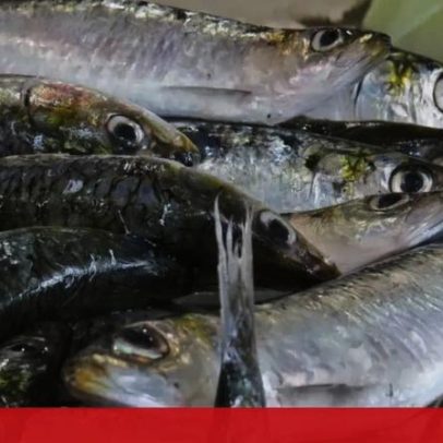 Ministro da Agricultura antevê perspetivas favoráveis para a safra da sardinha