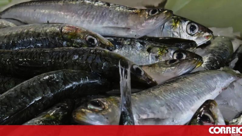 Sardinhas