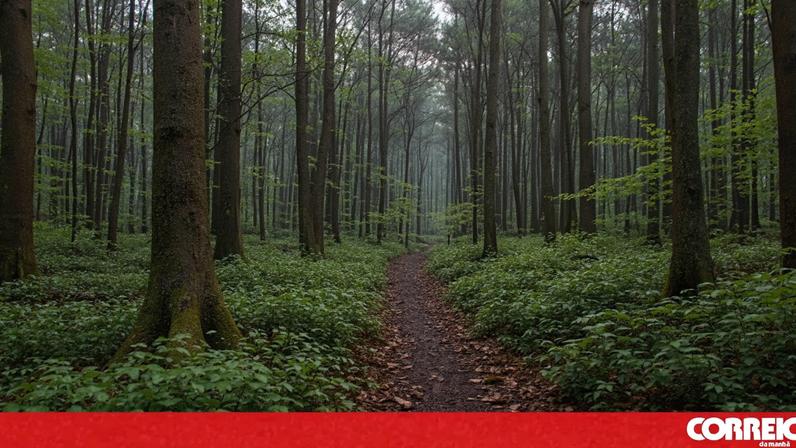 Ministério da Agricultura recusa perda de autonomia das comunidades baldias