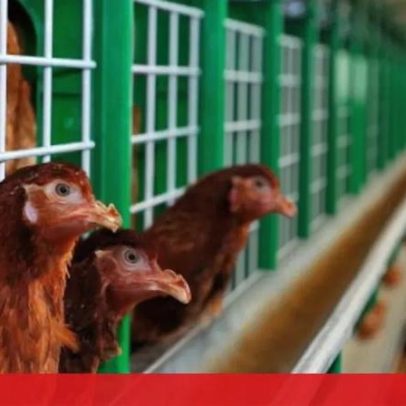 Portugal volta a ficar livre da gripe das aves