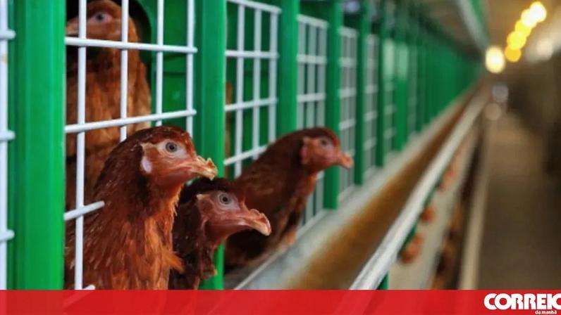 Portugal volta a ficar livre da gripe das aves