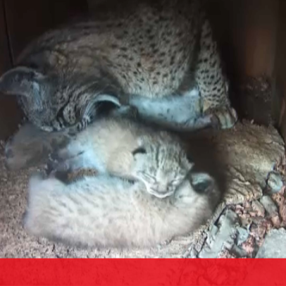 Veterinários que ajudaram a nascer 120 linces no Algarve serão dispensados