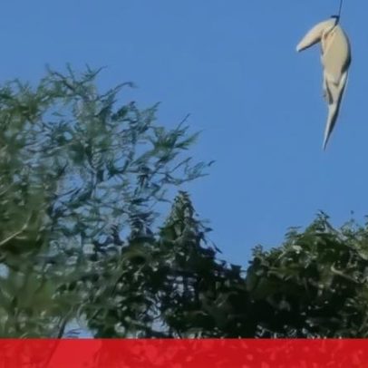 Corpo de empresário português encontrado dentro de crocodilo na África do Sul