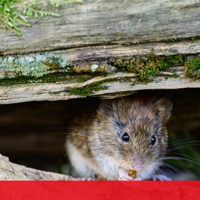 Hantavírus em cruzeiro desperta preocupação entre passageiros