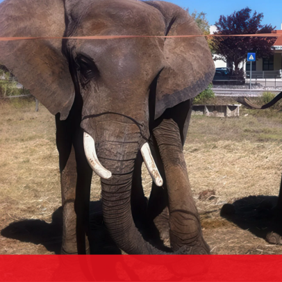 Elefantes no Alentejo passam os últimos dias de vida